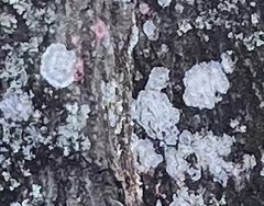 Cryptothecia striata