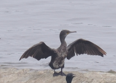 Phalacrocorax fuscicollis