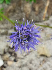 Jasione laevis