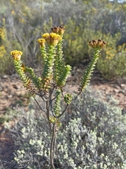 Oedera squarrosa