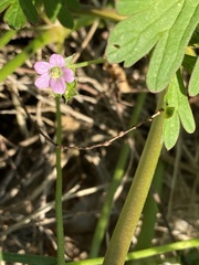 Geranium homeanum