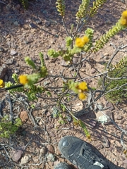 Oedera squarrosa