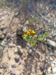 Oedera squarrosa