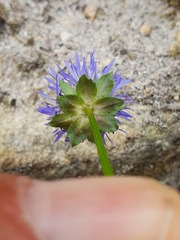 Jasione laevis
