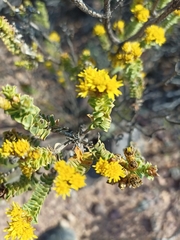 Oedera squarrosa