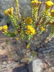 Oedera squarrosa