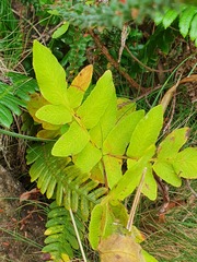 Osmunda regalis