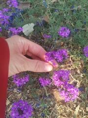 Glandularia aristigera