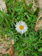 Erigeron karvinskianus