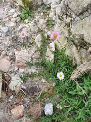 Erigeron karvinskianus