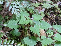 Urtica sykesii