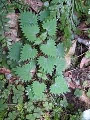 Urtica sykesii