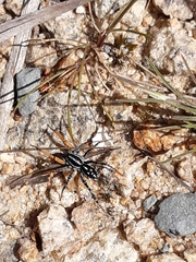 Nyssus coloripes