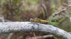 Acisoma attenboroughi