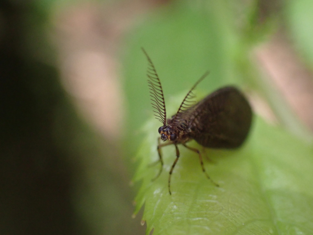 One Winged Insect Winged and Once-winged Insects from 台灣宜蘭縣 on June 18, 2022 at 12:04 PM ...