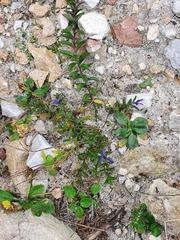 Polygala serpyllifolia