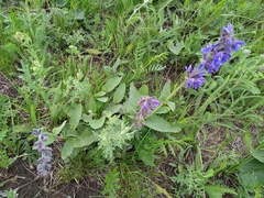 Salvia dumetorum