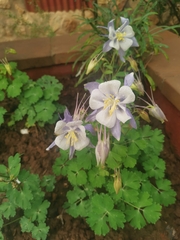 Aquilegia coerulea