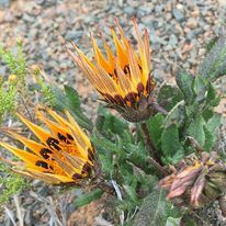 Gazania heterochaeta