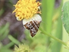 Choreutis