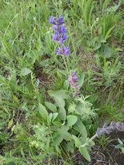 Salvia dumetorum