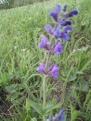 Salvia dumetorum
