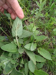 Salvia dumetorum