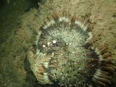 Heteractis aurora