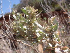Atriplex cinerea