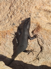 Trachylepis sulcata