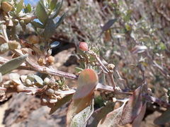 Atriplex cinerea