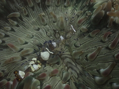 Ancylocaris brevicarpalis