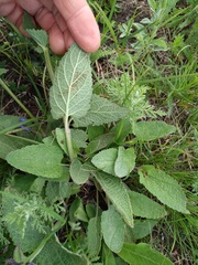 Salvia dumetorum