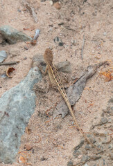 Diporiphora