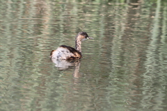 Tachybaptus ruficollis capensis