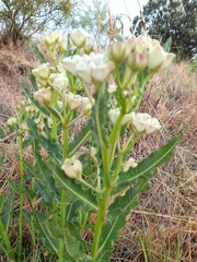 Pachycarpus schinzianus