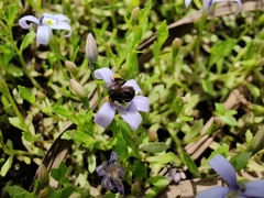 Tetragonula carbonaria