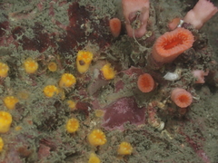 Cladopsammia eguchii