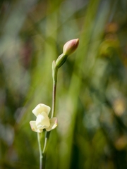 Thelymitra flexuosa