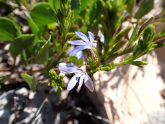 Scaevola crassifolia