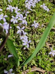 Tetragonula carbonaria