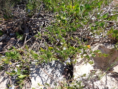 Scaevola crassifolia