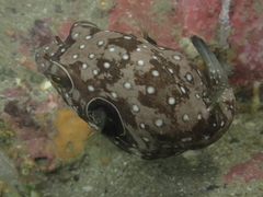 Arothron hispidus