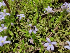 Tetragonula carbonaria