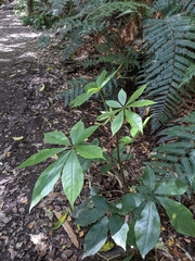 Schefflera digitata