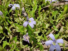 Tetragonula carbonaria