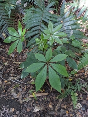 Schefflera digitata