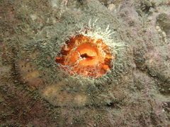 Physactis multicolor