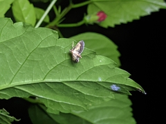 Cnaphalocrocis trebiusalis