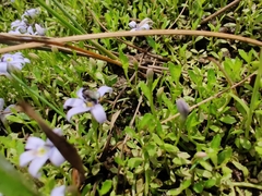 Tetragonula carbonaria